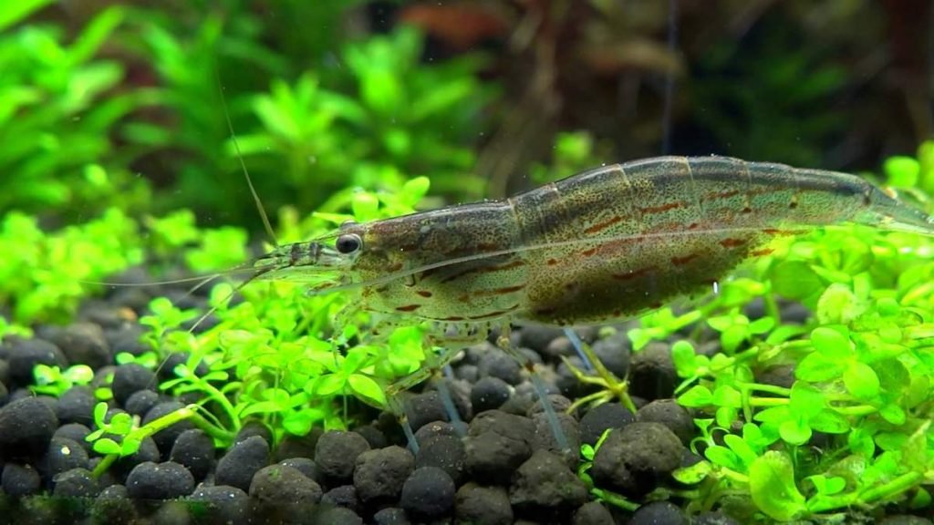 Креветка Амано (Caridina multidentata)