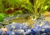 Креветка Амано: фото, описание Креветка Амано (Caridina multidentata)