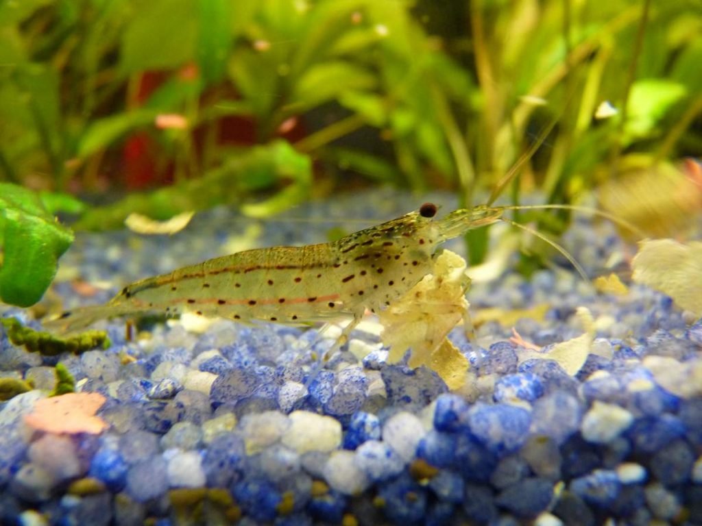 Креветка Амано (Caridina multidentata)