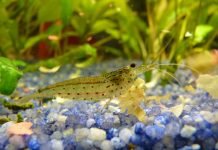 Креветка Амано: фото, описание Креветка Амано (Caridina multidentata)