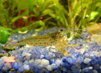 Креветка Амано (Caridina multidentata)