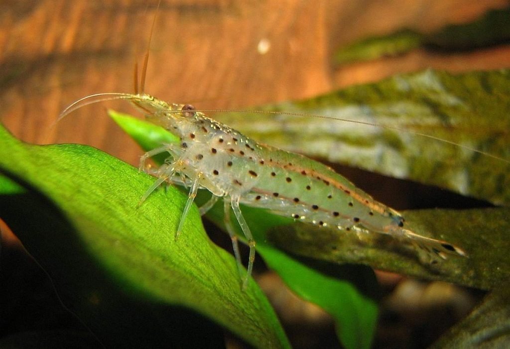 Креветка Амано (Caridina multidentata)