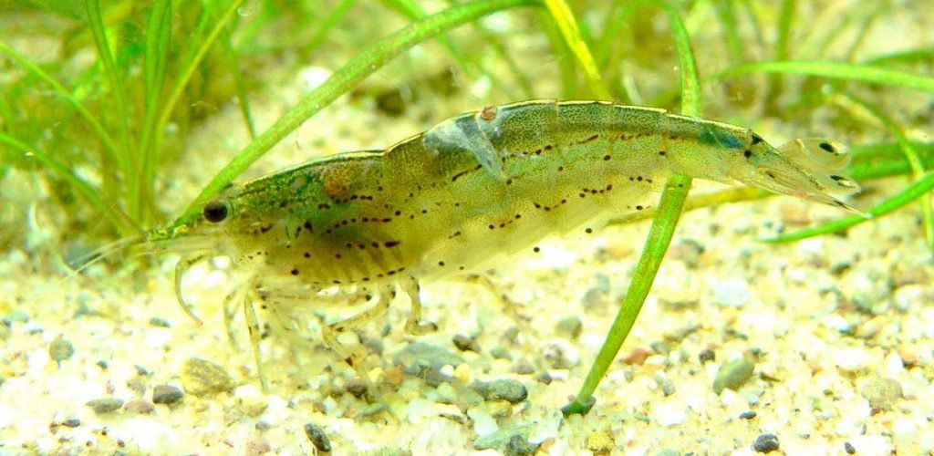 Креветка Амано (Caridina multidentata)