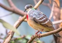 Лусонский кровавогрудый голубь: интересные факты Лусонский кровавогрудый голубь (Gallicolumba luzonica)