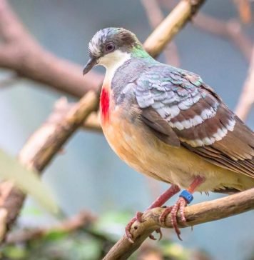 Лусонский кровавогрудый голубь: интересные факты Лусонский кровавогрудый голубь (Gallicolumba luzonica)