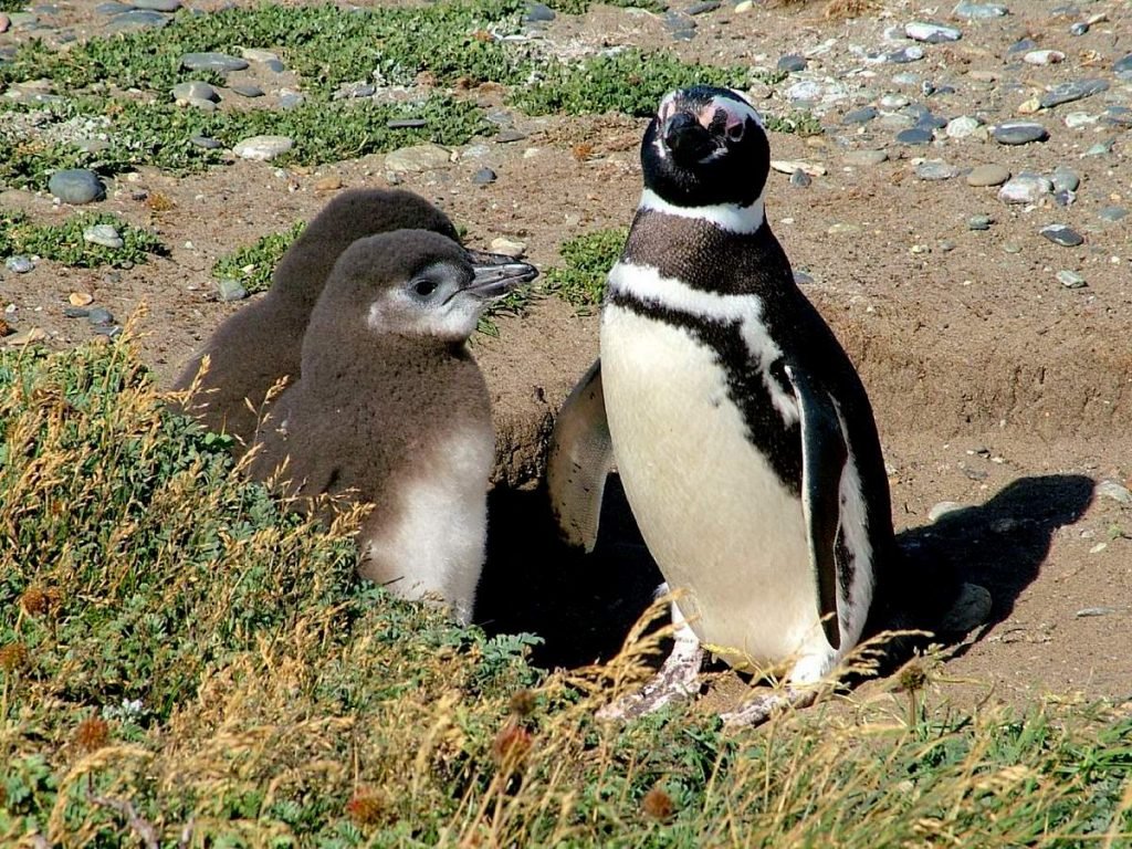 Магелланов пингвин (Spheniscus magellanicus)