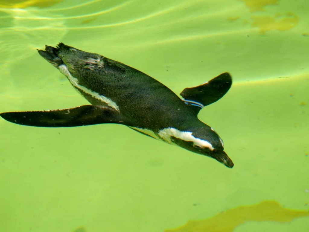 Магелланов пингвин (Spheniscus magellanicus)