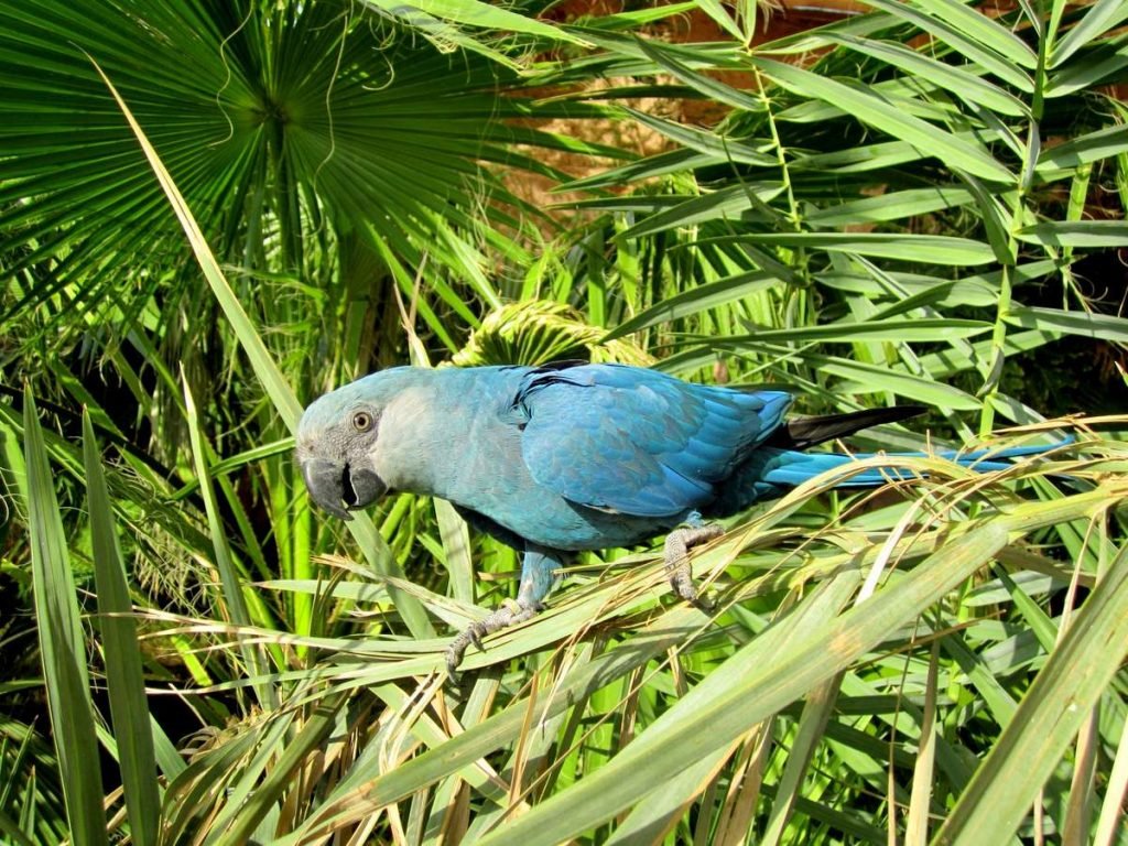 Маленький голубой ара (Cyanopsitta spixii)