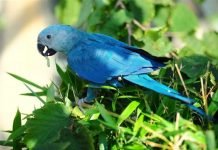 Маленький голубой ара: интересная информация о птице Маленький голубой ара (Cyanopsitta spixii)