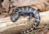 Мраморная саламандра из рода амбистом: фото Мраморная саламандра (Ambystoma opacum)
