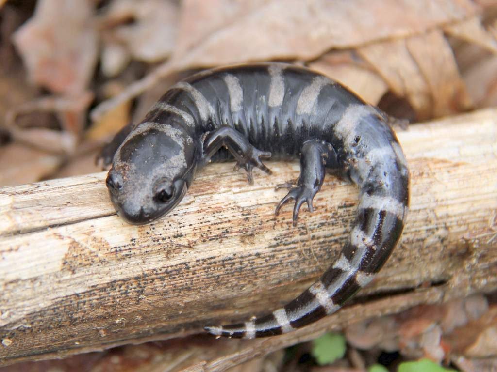 Мраморная саламандра (Ambystoma opacum)