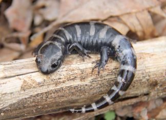 Мраморная саламандра из рода амбистом: фото Мраморная саламандра (Ambystoma opacum)