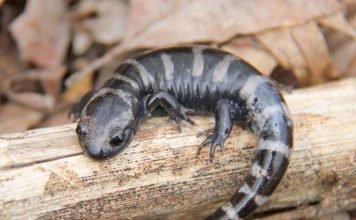Мраморная саламандра из рода амбистом: фото Мраморная саламандра (Ambystoma opacum)