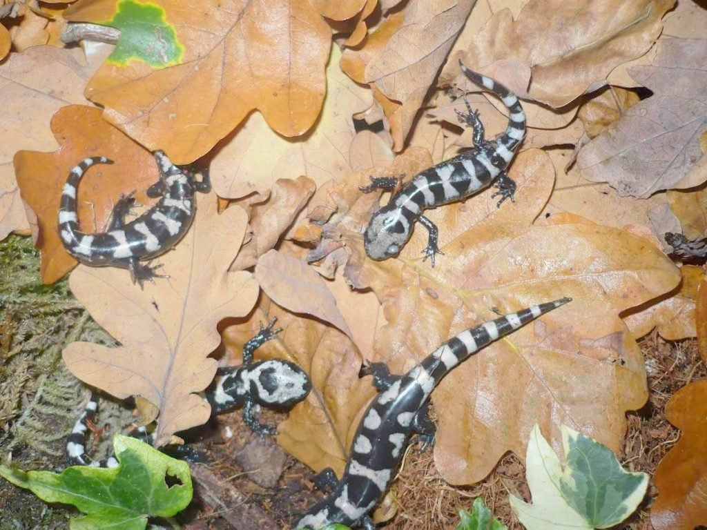 Мраморная саламандра (Ambystoma opacum)