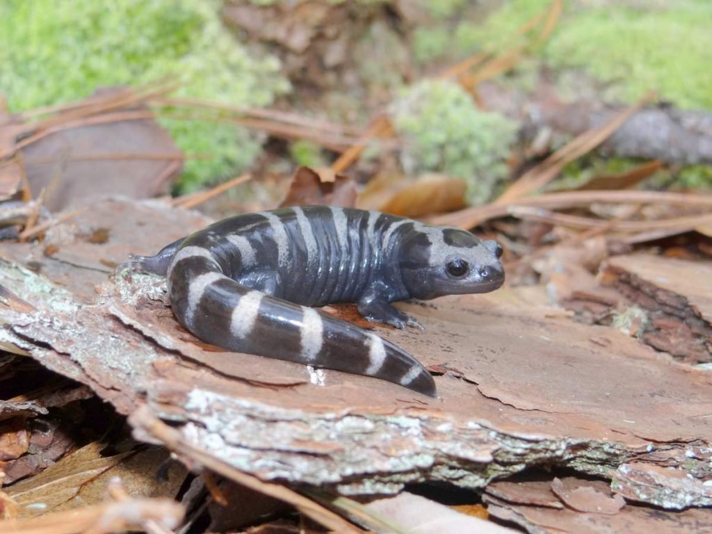 Мраморная саламандра (Ambystoma opacum)