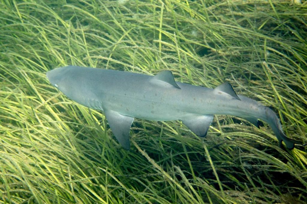 Песчаная акула обыкновенная (Carcharias taurus)