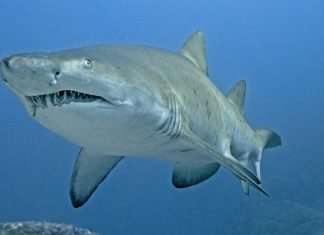 Песчаная акула обыкновенная: описание, фото Песчаная акула обыкновенная (Carcharias taurus)