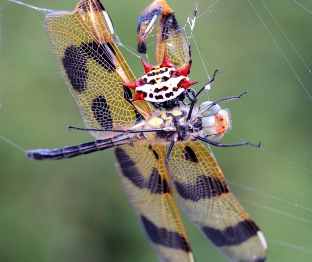 Шипастый паук (Gasteracantha cancriformis)