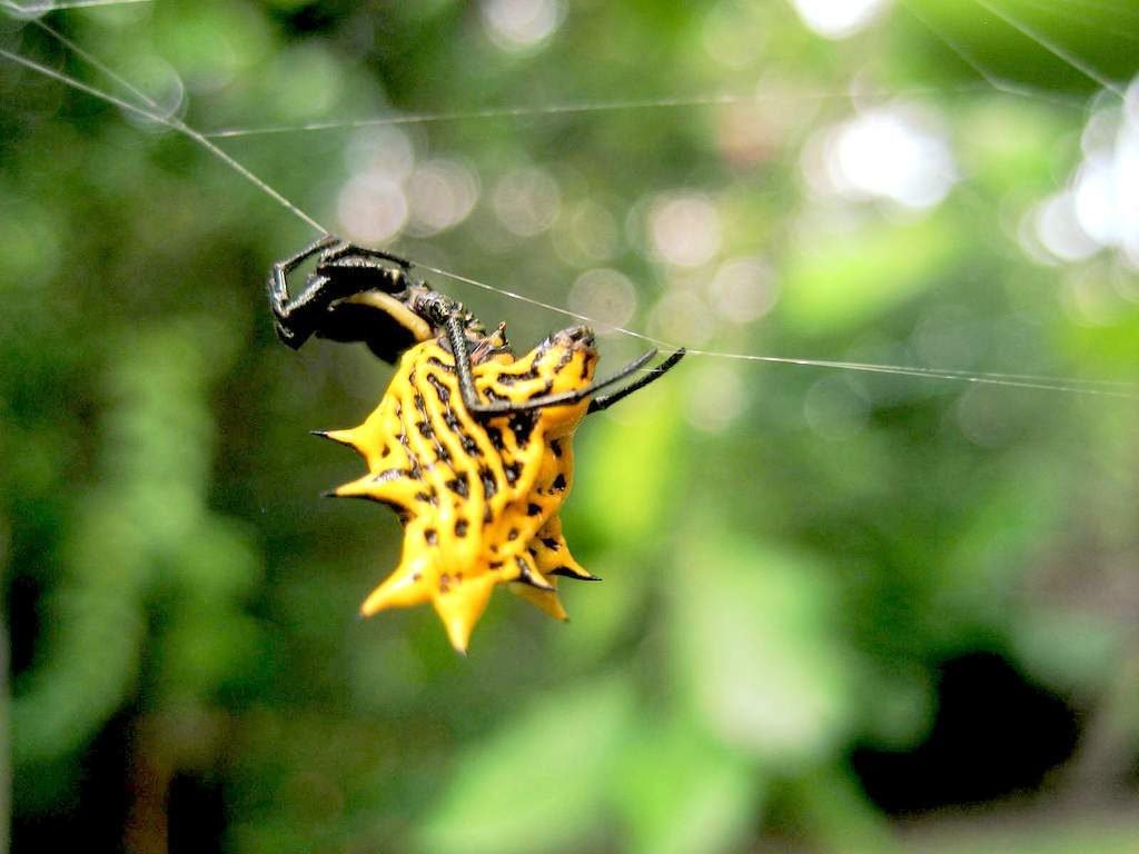 Шипастый паук (Gasteracantha cancriformis)