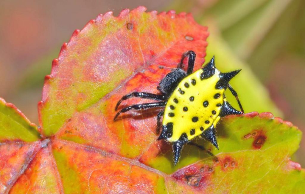 Шипастый паук (Gasteracantha cancriformis)