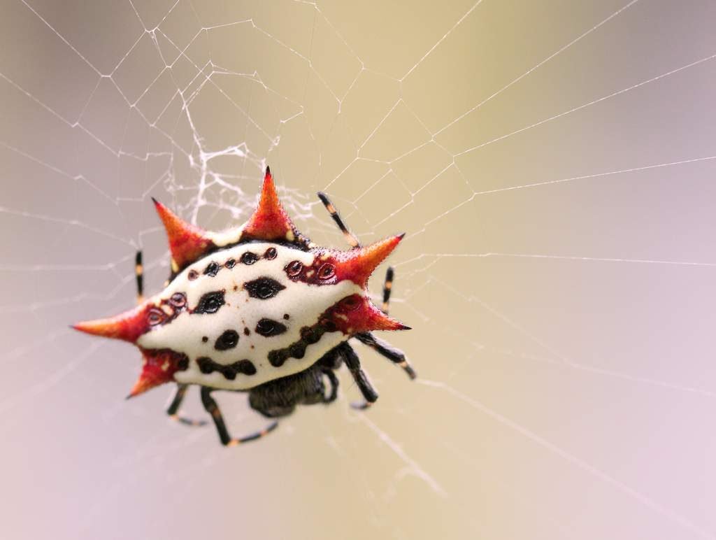 Шипастый паук (Gasteracantha cancriformis)