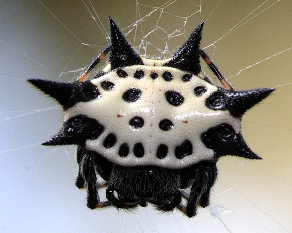 Шипастый паук (Gasteracantha cancriformis)