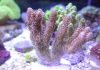 Коралл акропора миллепора: необычное животное Acropora millepora