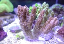 Коралл акропора миллепора: необычное животное Acropora millepora