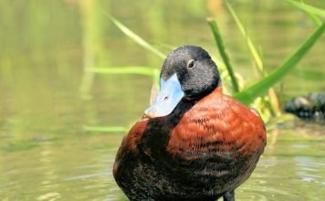 Африканская савка: подробное описание Африканская савка (Oxyura maccoa)