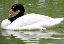 Черношейный лебедь – изящная птица: описание и фото Черношейный лебедь (Cygnus melancoryphus )