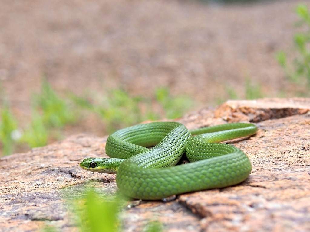 Гладкий травяной уж (Opheodrys vernalis)