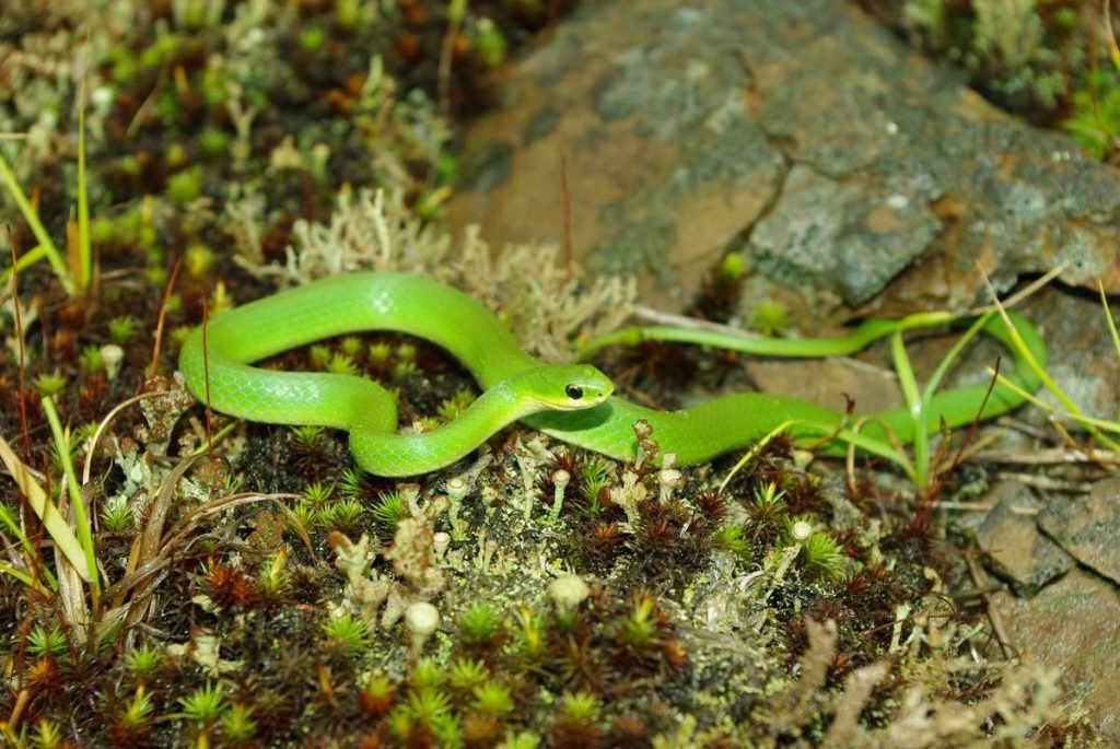 Гладкий травяной уж (Opheodrys vernalis)