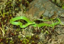 Гладкий травяной уж: описание небольшой змеи Гладкий травяной уж (Opheodrys vernalis)