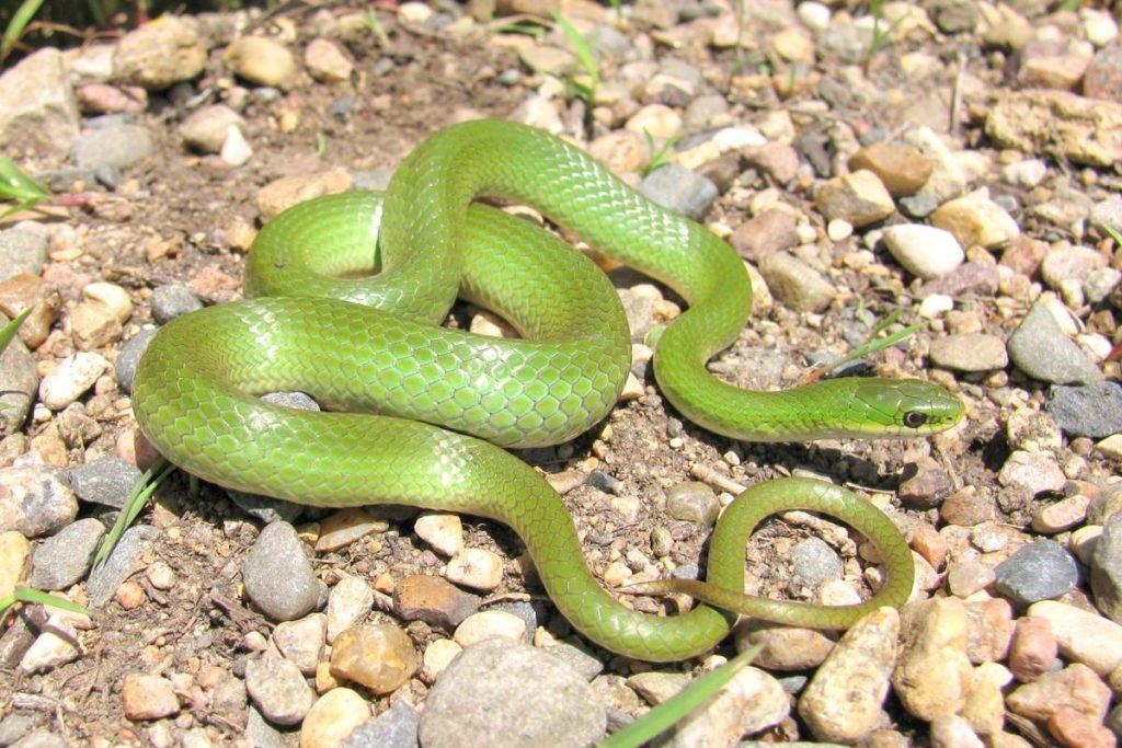 Гладкий травяной уж (Opheodrys vernalis)