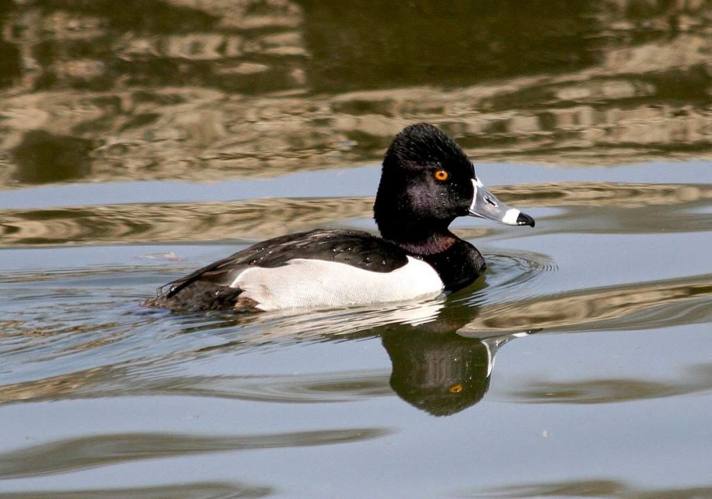 Кольчатая чернеть (Aythya collaris) 