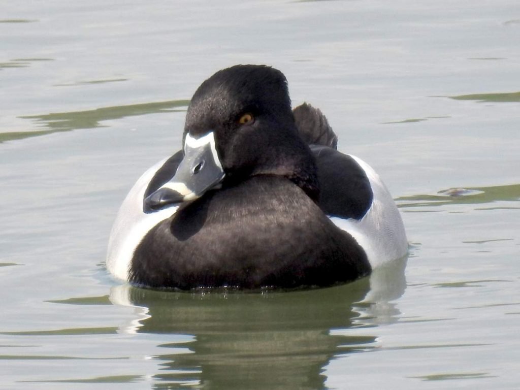 кольчатая чернеть (Aythya collaris) 