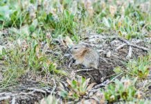 Лемминг Виноградова – симпатичный грызун Лемминг Виноградова (Dicrostonyx vinogradovi)