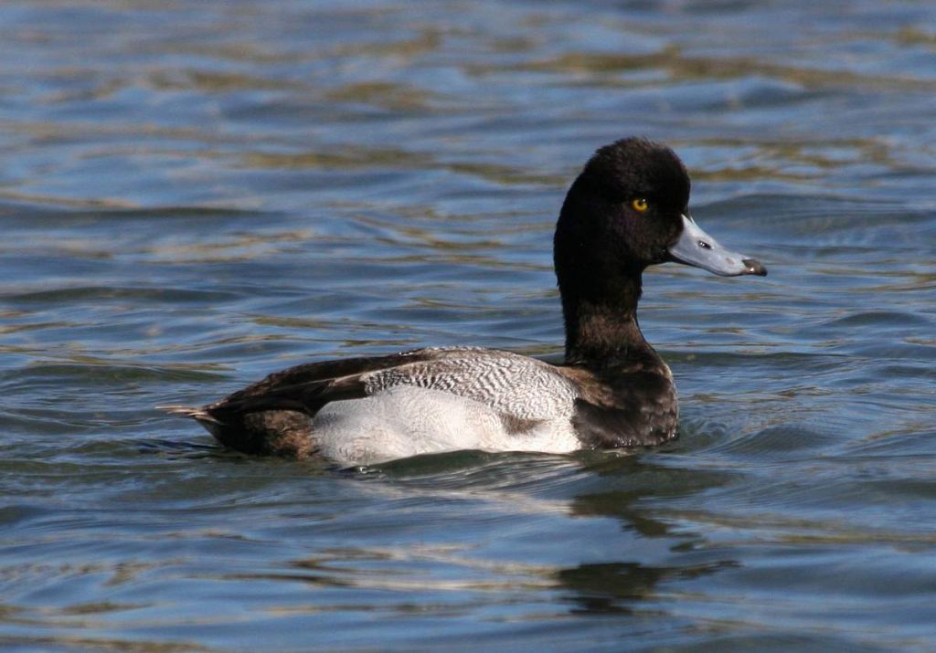 Малая морская чернеть (Aythya affinis)