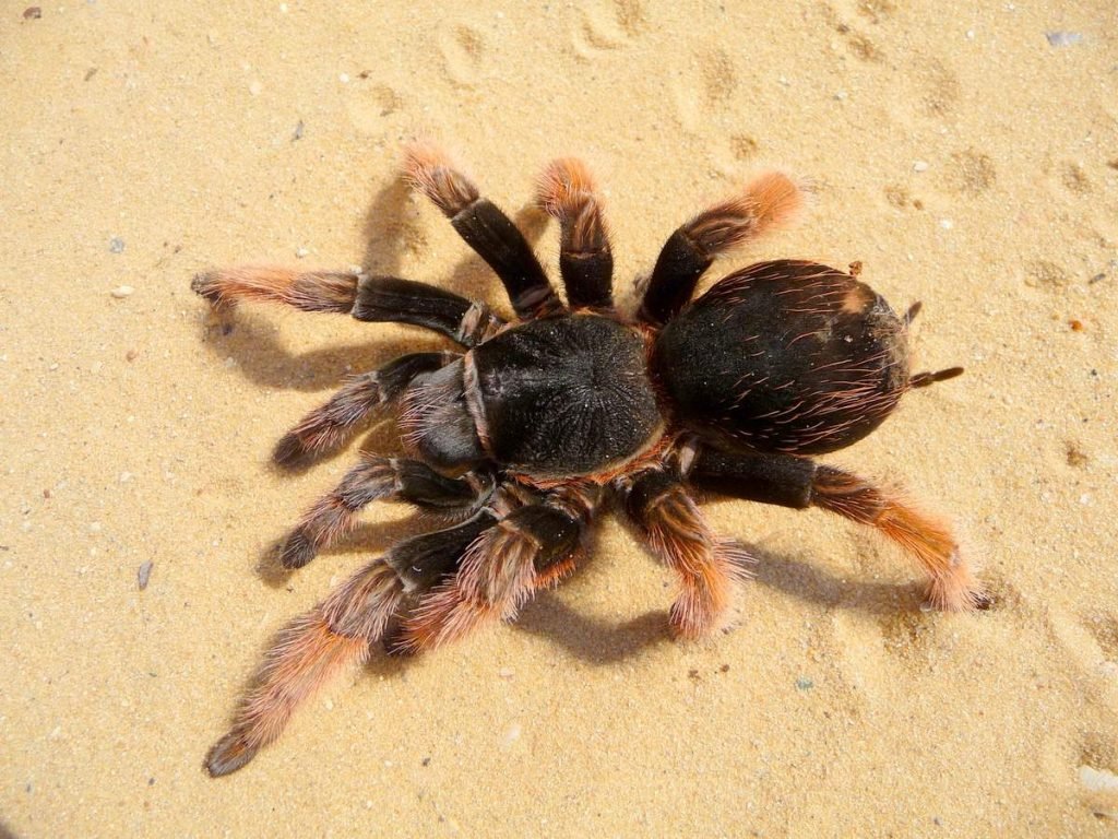 Мексиканский розовый тарантул (Brachypelma klaasi)