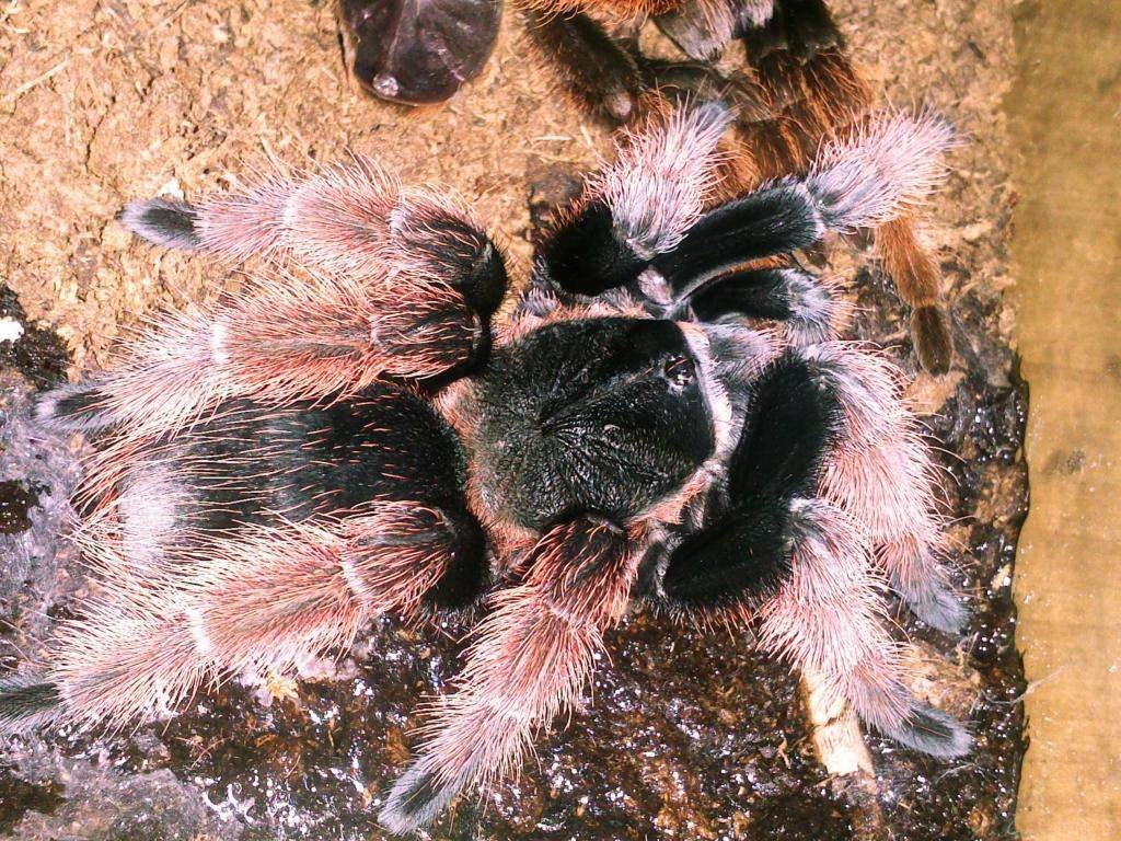 Мексиканский розовый тарантул (Brachypelma klaasi)