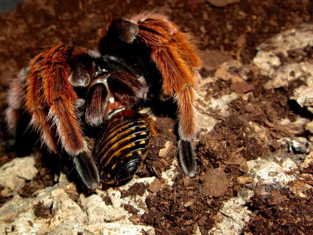 Мексиканский розовый тарантул (Brachypelma klaasi)