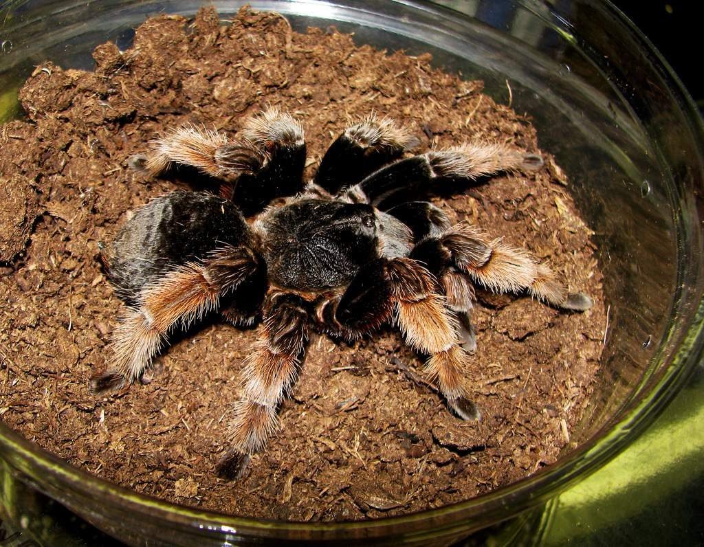 Мексиканский розовый тарантул (Brachypelma klaasi)