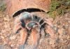 Мексиканский розовый тарантул: описание, фото Мексиканский розовый тарантул (Brachypelma klaasi)