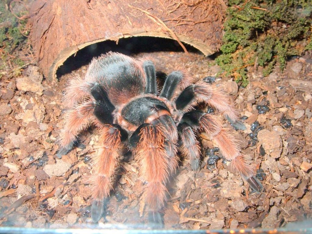 Мексиканский розовый тарантул (Brachypelma klaasi)