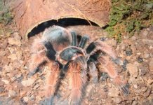 Мексиканский розовый тарантул: описание, фото Мексиканский розовый тарантул (Brachypelma klaasi)