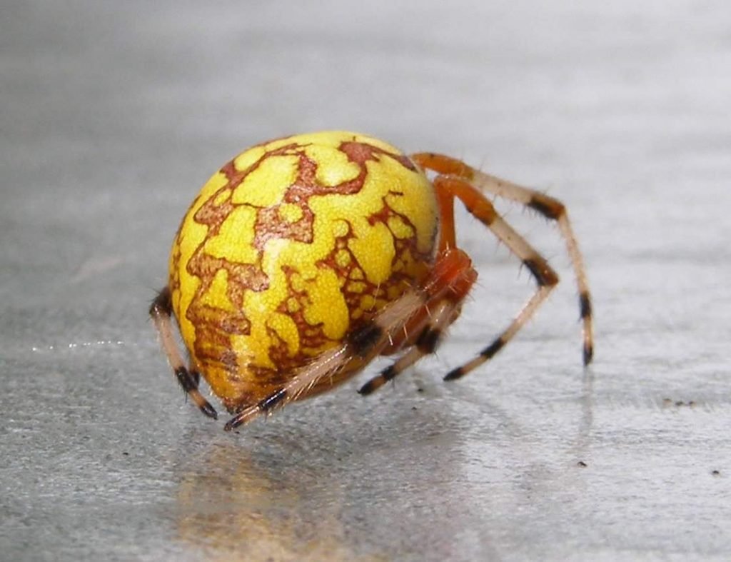 Мраморный крестовик (Araneus marmoreus) 