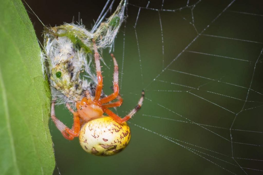 Мраморный крестовик (Araneus marmoreus) 