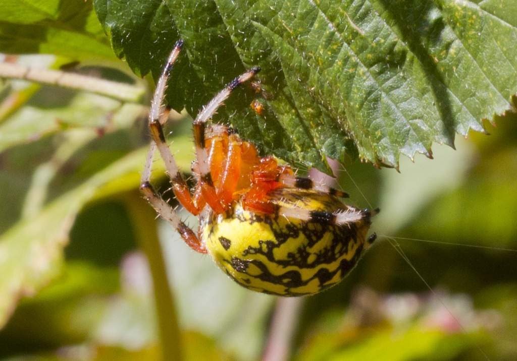 Мраморный крестовик (Araneus marmoreus) 