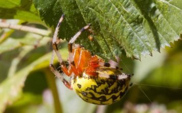 Мраморный крестовик и интересные факты о нем Мраморный крестовик (Araneus marmoreus)