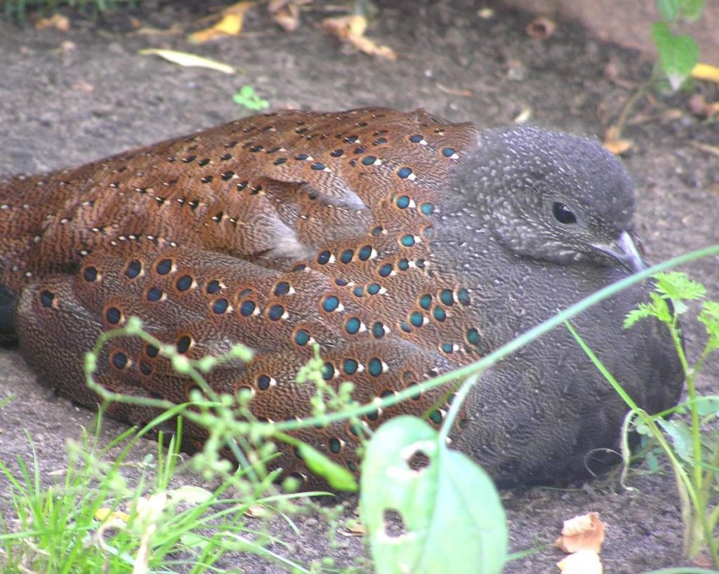 Павлиний фазан Ротшильда (Polyplectron inopinatum)